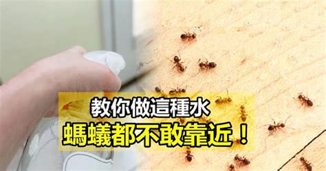 家中很多螞蟻 八字缺水怎麼辦